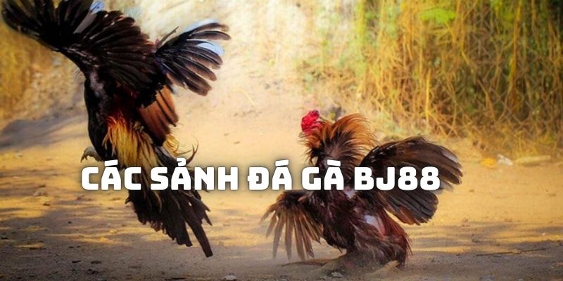 Đa dạng sảnh chơi đá gà BJ88