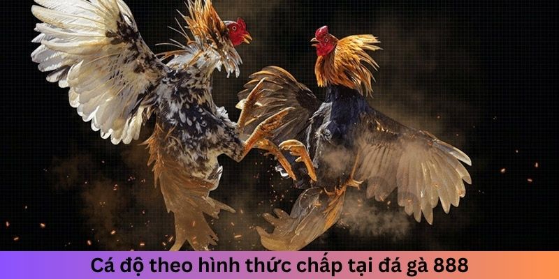 Cá độ theo hình thức chấp tại chọi gà 888