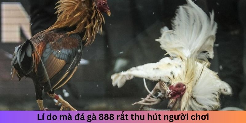 Lý do mà đá gà 888 rất thu hút người chơi