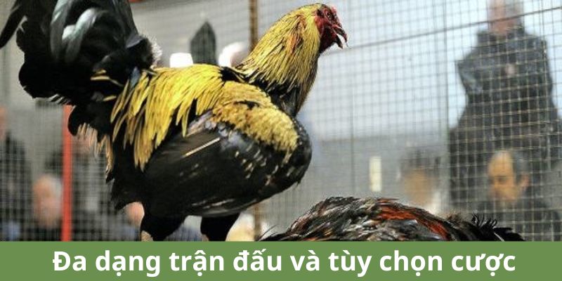 Nhiều lựa chọn trận đấu và mức cược đa dạng