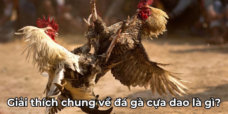 Giải thích chung về đá gà cựa dao là gì?