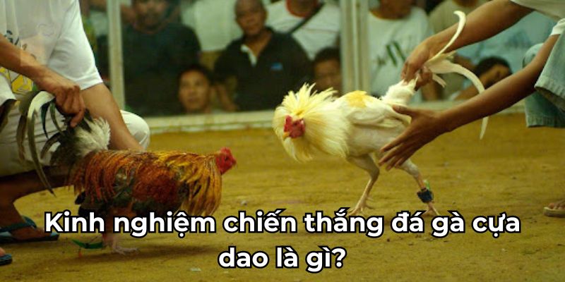 Kinh nghiệm chiến thắng đá gà cựa dao là gì?