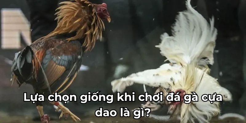 Lựa chọn giống khi chơi đá gà cựa dao là gì?